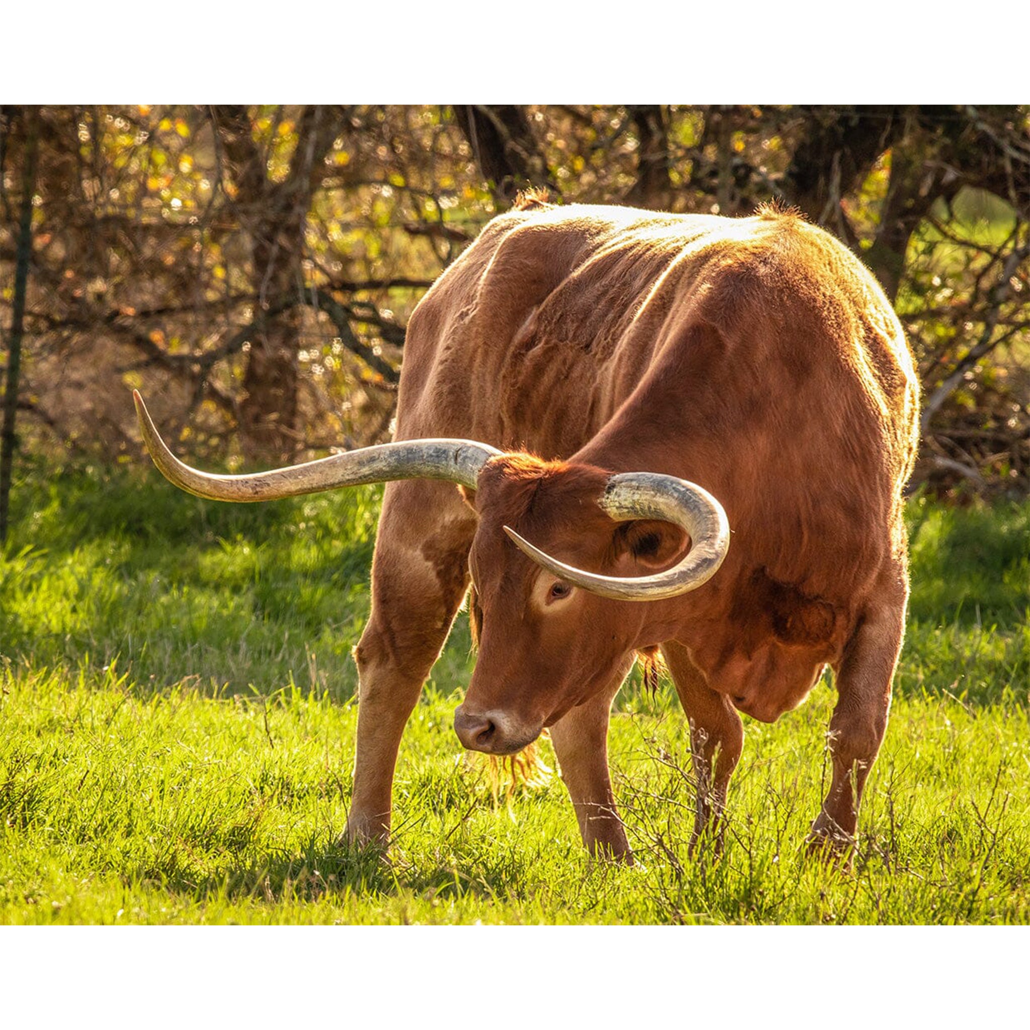 Breyer Traditional Texas Longhorn Bull - Breyer Animals