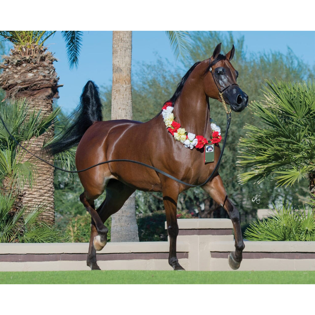Breyer Traditional RD Marciea Bey – Breyer Horses Australia